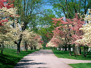 For Spring, Spring Road, HD wallpaper