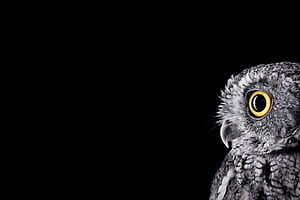 Surface Studio, HD wallpaper