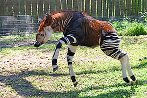 Okapi, HD wallpaper