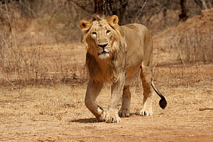 Gir National Park & Wildlife Sanctuary. National Parks. PCCF & HoFF, HD wallpaper