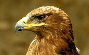 Eagle Head, HD wallpaper