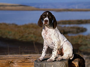 English Pointer . Mouse Pointer , Pointer Sisters and Pudelpointer, HD wallpaper