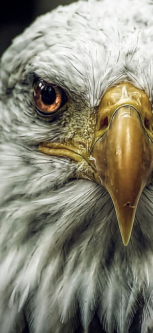 Eagle iPhone, Angry Eagle, HD phone wallpaper
