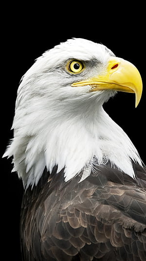 Eagle Mobile, HD phone wallpaper