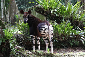 The Okapi, HD wallpaper