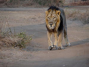 Gir National Park & Wildlife Sanctuary. National Parks. PCCF & HoFF, HD wallpaper