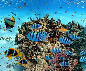 Trincomalee, HD wallpaper