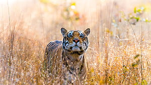 Wild Tiger , Kanha National Park, India, HD wallpaper
