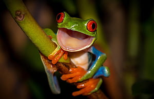 orange, green, frog, legs, mouth, stem, red eyes, colorful for mobile and , section животные, resolution, Frogs, HD wallpaper