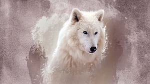 Cool Wolf Faces, HD wallpaper