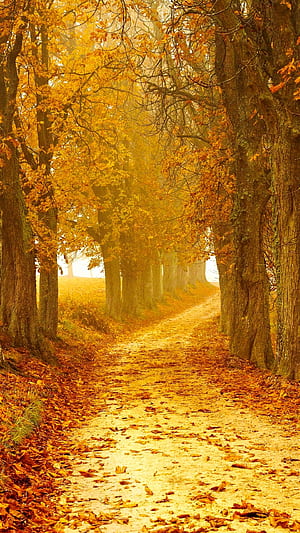 man made, path, HD phone wallpaper