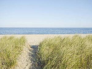 Grass Beach New England Summer, New England Coast, HD wallpaper