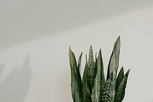 Snake Plant in Close Up graphy ·, HD wallpaper