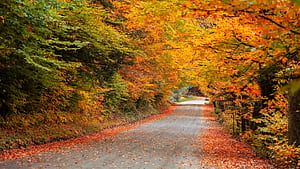 Here are some underrated places to see fall foliage in New England, HD wallpaper