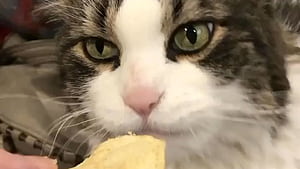 Does anyone have a Salt Fiend like my Bella? (RIP), Cat Eating Chips, HD wallpaper
