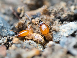 termites, HD wallpaper