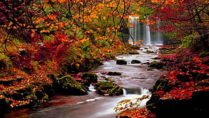 Fall, Fall Theme, HD wallpaper