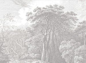 Hackfall Grey, Grey Trees, HD wallpaper