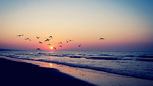 sunset, Ocean, Landscapes, Nature, Sun, England, Birds, Animals, Skyscapes, Land, Sea, Beaches / and Mobile Background, HD wallpaper