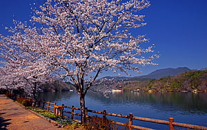 Trees, , Tree, HD wallpaper