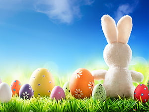 Cute Easter Pets, HD wallpaper