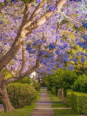 Jacaranda ., HD phone wallpaper