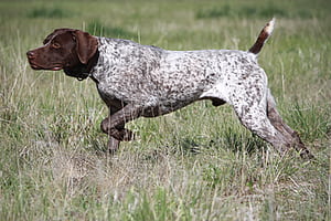 Pointer Dog, HD wallpaper