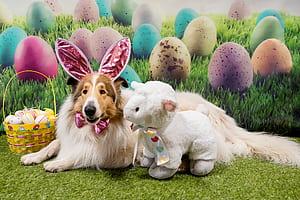 Cute Easter Pets, HD wallpaper