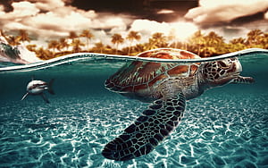 Cool Turtle, HD wallpaper