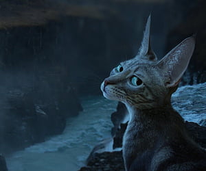 Jayfeather, HD wallpaper