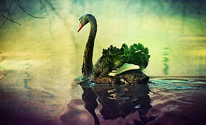 Black Swan Art Print, Wall Art, Swan Painting, HD wallpaper