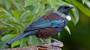 NZ Birds back to NZ in April. BIRDS in BACKYARDS, New Zealand Birds, HD wallpaper