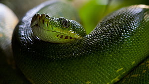 Python, Snake, Head, Scales, Snakehead, HD wallpaper