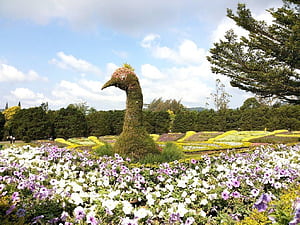 Taman Bunga Puncak. Anton Van java, HD wallpaper