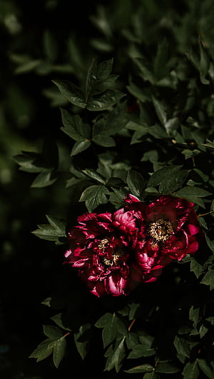 Red Peonies, Leaves, Close Up, Petals, Flowers, Phone, Red Peony, HD phone wallpaper