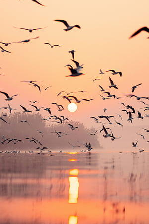 A flock of birds flying over a body of water, HD phone wallpaper