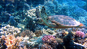 Subliminal Message Created, HD wallpaper