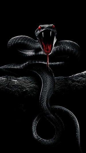 Snake , Snake Background, Black Python, HD phone wallpaper