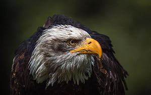 Angry Eagle [], HD wallpaper