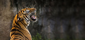 Jim Corbett Jungle Safari Wild Animals and Birds inside Forest, HD wallpaper