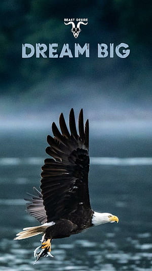 Eagle Quotes, HD phone wallpaper