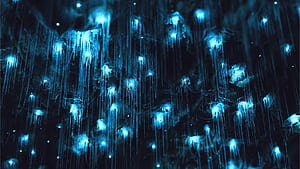 Glowworm, HD wallpaper