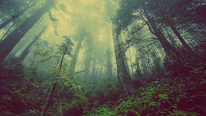 Forest background, Twilight Forest, HD wallpaper