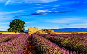 Fields Nature, fields, nature, HD wallpaper