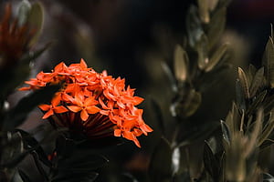 red ixora, HD wallpaper