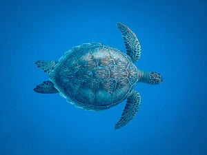 Cool Turtle, HD wallpaper