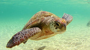 Cool Turtle, HD wallpaper