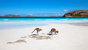 An In Depth Discovery Of South Australia, Kangaroo Island, HD wallpaper