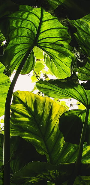 ynthesis, HD phone wallpaper