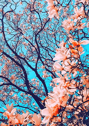 CapCut, Caut, HD phone wallpaper